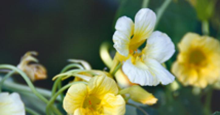 Значение капуцин, растение в энциклопедии брокгауза и ефрона Капуцин прекрасный