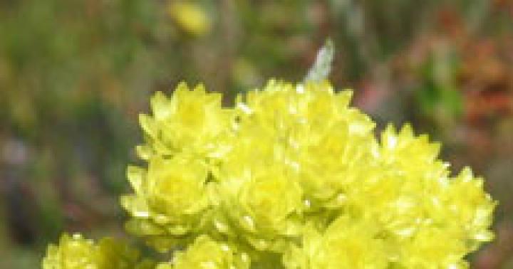 Qumli o'lmas o't (Helichrysum arenarium Moench) Bolalar uchun qumli o'lmas o'lja tavsifi