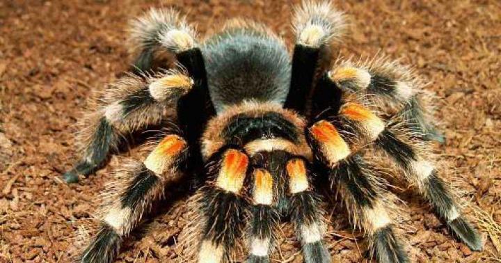 Brachypelma Smithie lub meksykańska tarantula czerwonokolana Meksykańska czerwona tarantula