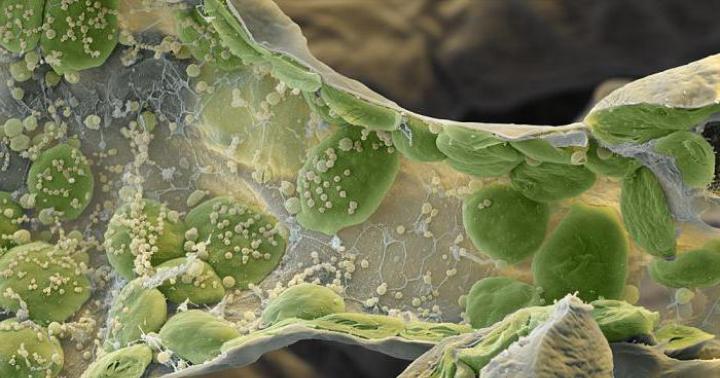 Umumiy xususiyatlar mitoxondriya va xloroplastlarga xosdir