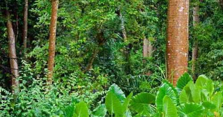 Kde rastú tropické pralesy?