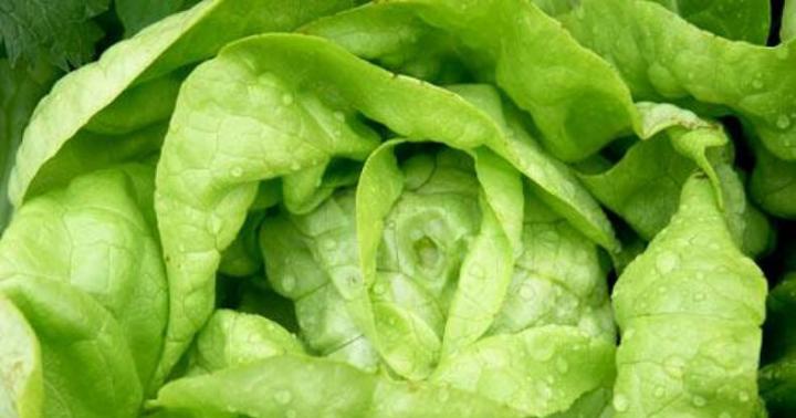 Salātu lapas: ieguvumi un kaitējums, sastāvs un īpašības